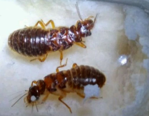 揭陽學校專業防治白蟻站